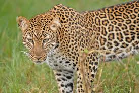 leopard kenya